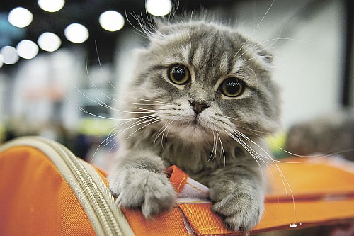 Котик... Автор фото — Олег Золото